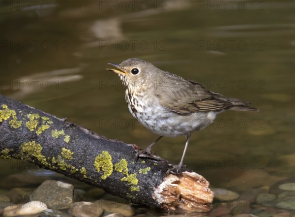 A Swainson's Thrush, Catharus ustulatus, perched in a backyard pond in Saskatoon, Saskatchewan, Canada