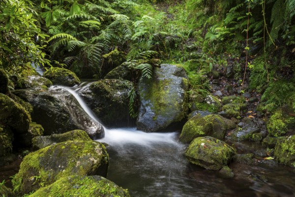 A small stream flows over moss-covered rocks in the middle of a dense forest, Levada da Achada Grande Boaventura, Madeira, Portugal