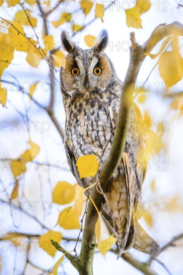 Long-eared Owl (Asio otus) perched in a birch tree, Rhineland-Palatinate, Germany