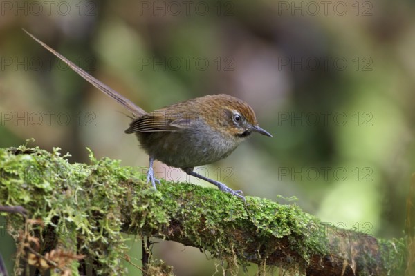 Black-throated Thistletail (Schizoeaca harterti) perched on a branch in Bolivia, South America