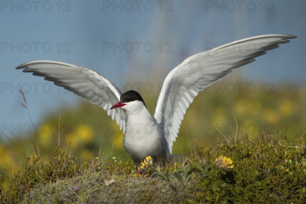 Arctic Tern (Sterna paradisaea), Iceland