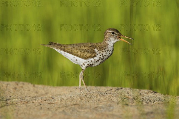 Spotted Sandpiper Actitis macularius east of Beaver, Utah, United States 4 July Adult in breeding plumage. Scolopacidae
