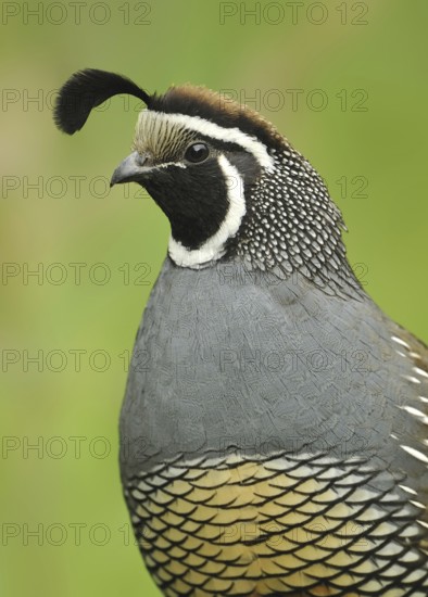 California Quail (Callipepla californica) male, Canada