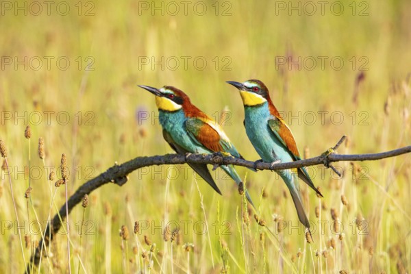 Bee-eaters (Merops apiaster) Hungary, two bee-eaters sitting on the side, pair, Hungary