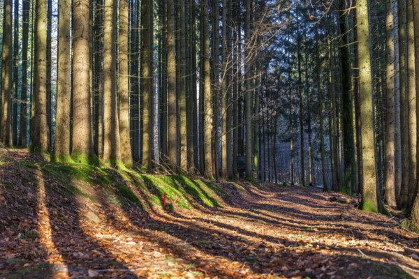 Moss-covered forest in winter mood in the Schurwald, Baden-Württemberg, Germany. Peaceful natural scenery with soft winter light, mossy tree trunks, and a quiet woodland atmosphere – ideal for themes of nature, tranquility, and seasonal change