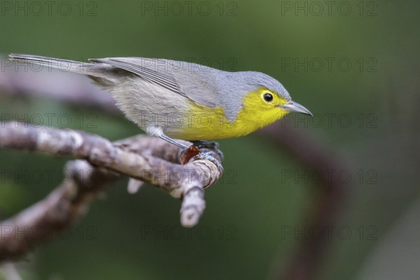 Oriente Warbler (Teretistris fornsi) perched on a branch in Cuba