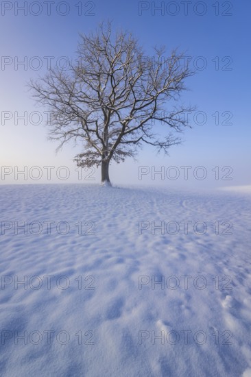 Tree, single, oak, snow, snowy, foggy mood, winter, Alpine foothills, Bavaria, Germany