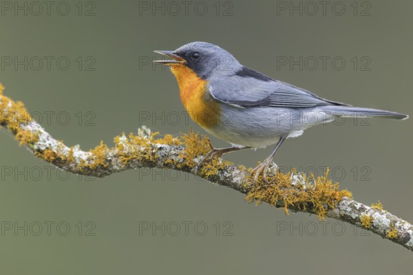 Flame-throated Warbler (Parula gutturalis) perched on a branch in Panama