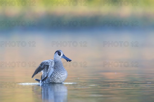 Pink-eared Duck (Malacorhynchus membranaceus) flapping wings, Victoria, Australia