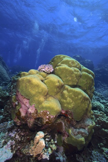 Rough brain coral (Platygyra daedalea), Sataya Reef dive site, Red Sea, Egypt