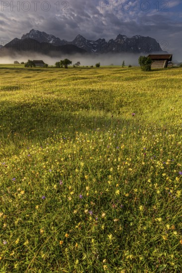 Flower meadow in the morning light in front of steep mountains, cloudy mood, mountain flowers, summer, Werdenfelser Land, Karwendel Mountains, Bavaria, Germany