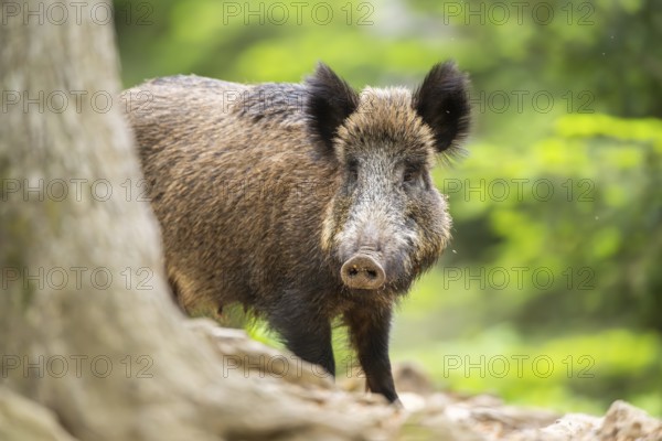 Wild boar (Sus scrofa) standing in a forest, Bavaria, Germany