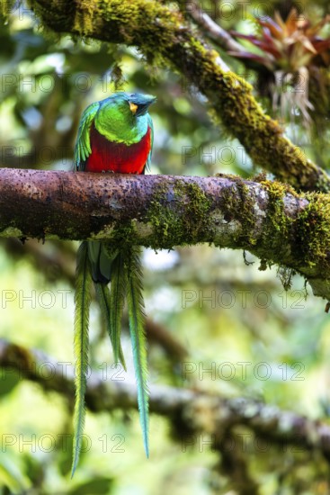Quetzal (Pharomachrus mocinno), Trogons (Trogonidae), Central Mountain Range, San Jose Province, Costa Rica