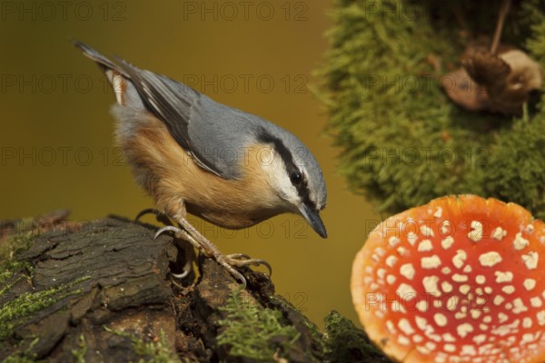 Eurasian Nuthatch (Sitta europaea), Rhineland-Palatinate, Germany