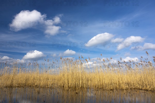 Reeds on the banks of Dümmer, Lake Dümmer, Hüde, Lower Saxony, Germany