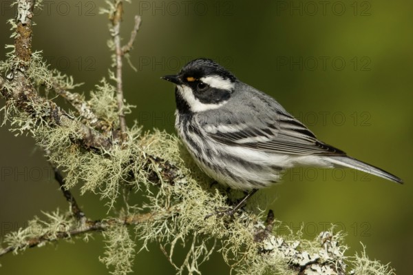 Black-throated Gray Warbler (Dendroica nigrescens) perched on a branch in British Colombia, Canada
