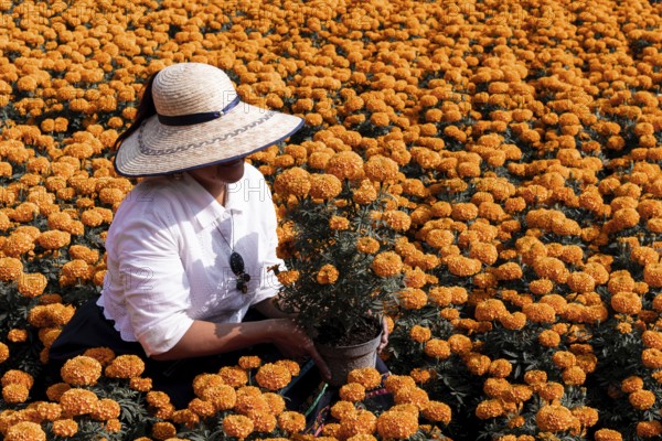 A woman bends to tend to vibrant cempasuchil flowers in Xochimilco, Mexico. These marigolds are traditionally used in Day of the Dead altars, symbolizing the sun and guiding spirits