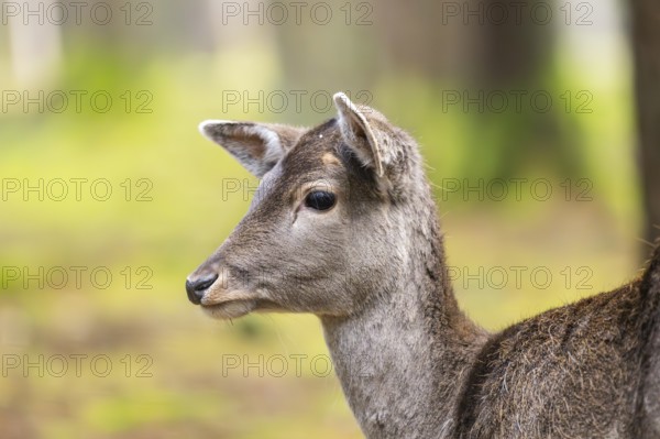 European fallow deer (Dama dama) doe, portrait, in a forest in autumn, Bavaria, Germany