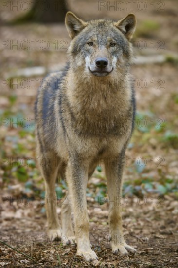 Wolf (Canis lupus), a lone wolf shows vigilance in the littered forest floor, Germany