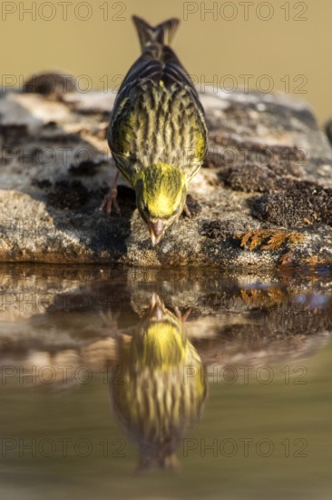 European Serin (Serinus serinus) male drinking at a waterhole, Castile and Leon, Spain