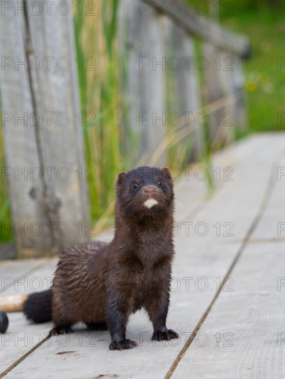 A curious mink