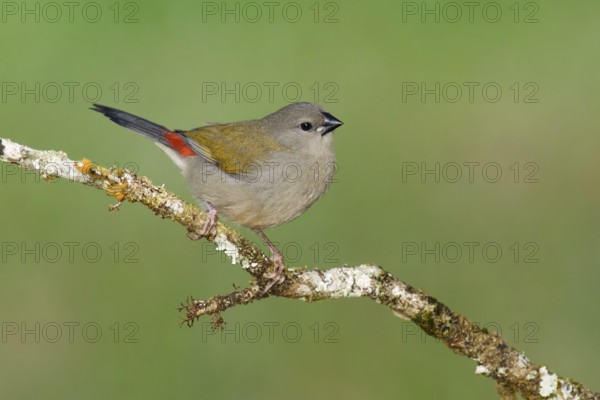 Red-browed Finch (Neochmia temporalis) juvenile, Queensland, Australia
