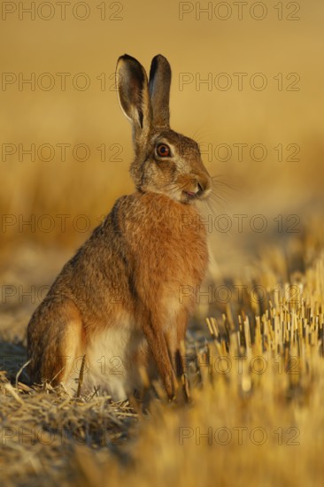 European brown hare (Lepus europaeus) adult animal in a farmland stubble field in summer, England, United Kingdom