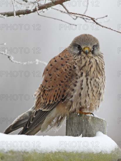 Turmfalke (Falco tinnunculus)