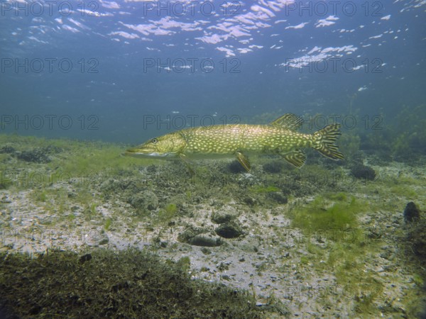 A pike (Esox lucius) swims over a sandy bottom and between plants in calm water. Dive site Parkhaus Post, Überlingen, Lake Constance, Germany