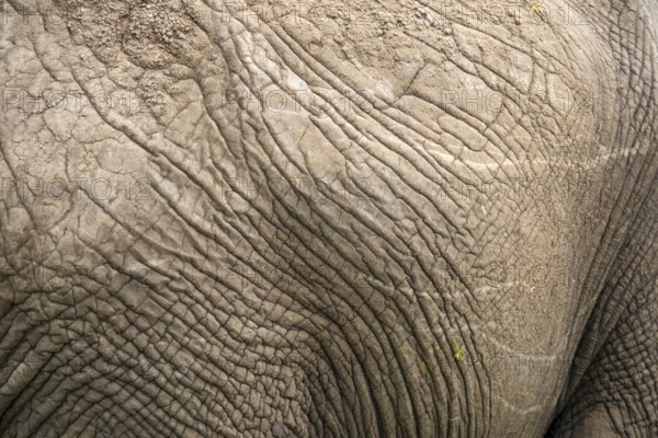 A detailed close-up of an elephant's skin, showcasing the unique texture and intricate patterns. Captured during a safari in Masai Mara, Kenya, highlighting its natural beauty