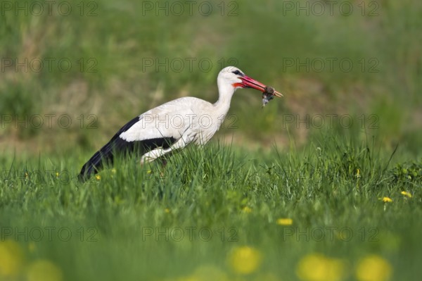 White Stork (Ciconia ciconia) eating a mouse, Bavaria, Germany