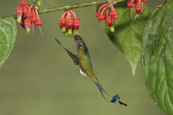 Booted Racket-tail hummingbird (Ocreatus underwoodii) flying while feeding at a flower in Ecuador, South America
