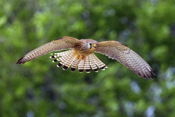 Kestrel, (Falco tinnunculus), falcon family, falcons, flight photo, frontal, Hides de El Taray Lesser Kestr, Villafranca de los Caballeros, Castilla La Mancha Toledo, Spain
