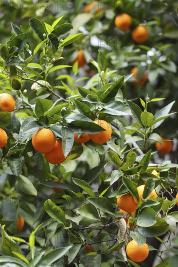 Close-up of an orange tree with ripe fruit, conveys a feeling of freshness and nature