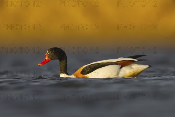 Common Shelduck (Tadorna tadorna) female, North Rhine-Westphalia, Germany