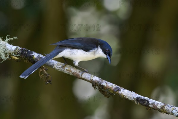 Dark-backed Sibia (Heterophasia melanoleuca), Thailand
