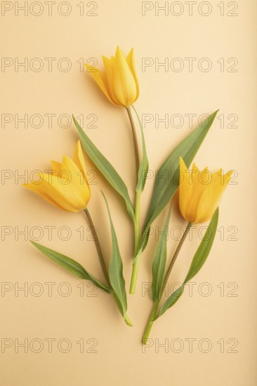 Orange tulip flowers on orange pastel background. top view, flat lay, close up, still life. Beauty, spring, summer concept