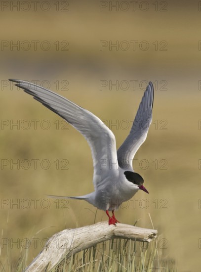 Arctic Tern (Sterna paradisaea), Manitoba, Canada