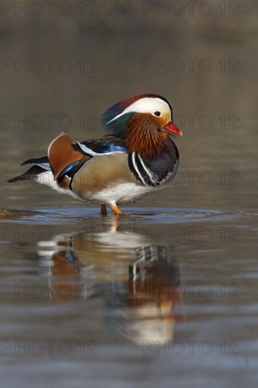 Mandarin Duck (Aix galericulata) male, Baden-Wuerttemberg, Germany