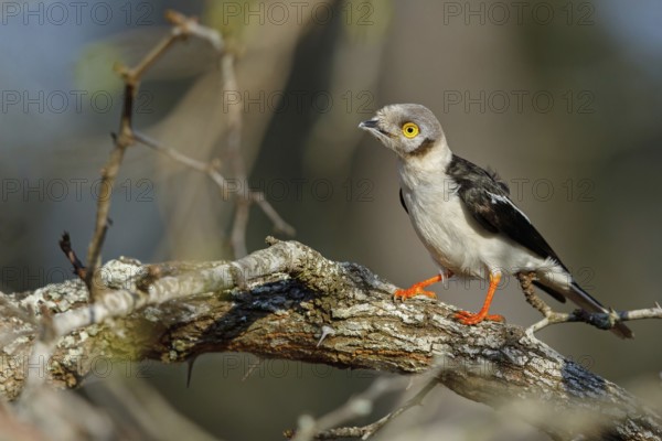 White-fronted shrike, (Prionops plumata), wanga shrike, passerine birds, Africa, Mkuze Game Reserve, Mkuze, KwaZulu-Natal, South Africa
