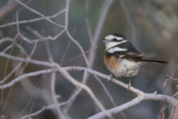 Masked Shrike - Maskenwürger - Lanius nubicus, Cyprus, adult female