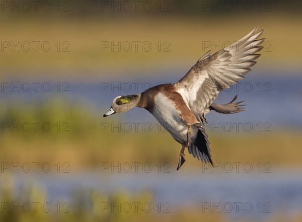 American Wigeon (Mareca americana) male flying, Florida, USA