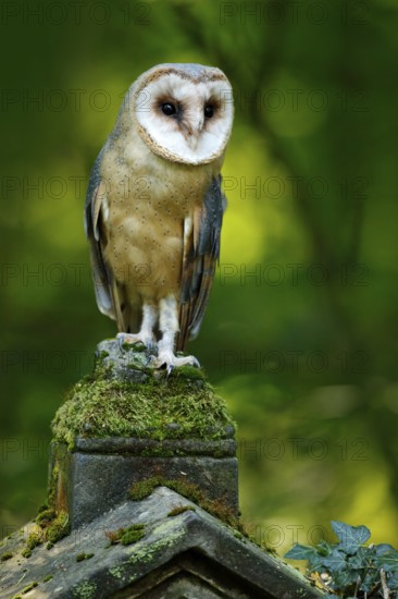 Magic bird barn owl, Tito alba, flying above stone fence in forest cemetery. Wildlife scene nature. Urban wildlife. Animal behaviour in wood. Nature Czech. Owl landing
