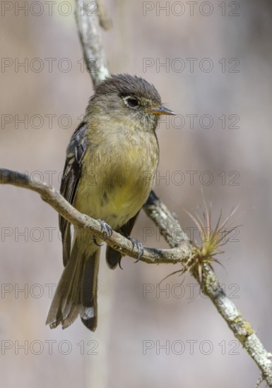 Brown-crested-Flycatcher (Myiarchus tyrannulus) at San Gerrardo de Dota, Costa Rica