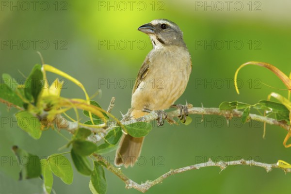 Grayish Saltator Saltator coerulescens El Tuito, Jalisco, Mexico 9 June Immature Thraupidae Greyish Saltator