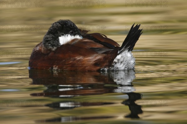 Ruddy Duck (Oxyura jamaicensis), Arizona, USA