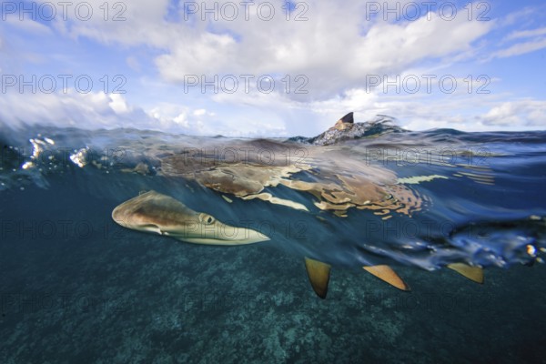 Underwater photo split shot half-and-half shot at sea surface water surface of blacktip reef shark (Carcharhinus melanopterus) blacktip reef shark swimming mock attack directly in front of viewer is hunting for prey, over-under photo, split-shot split, Pacific Ocean