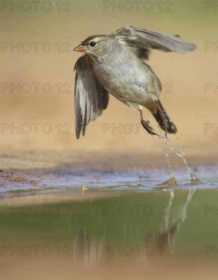 White-crowned Sparrow (Zonotrichia leucophrys) flying, Texas, USA