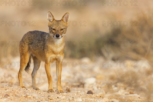 Golden jackal, (Canis aureus), animals, mammals, jackal, related to the wolf, Road to Ezuz, Ezuz, HaDarom, Israel