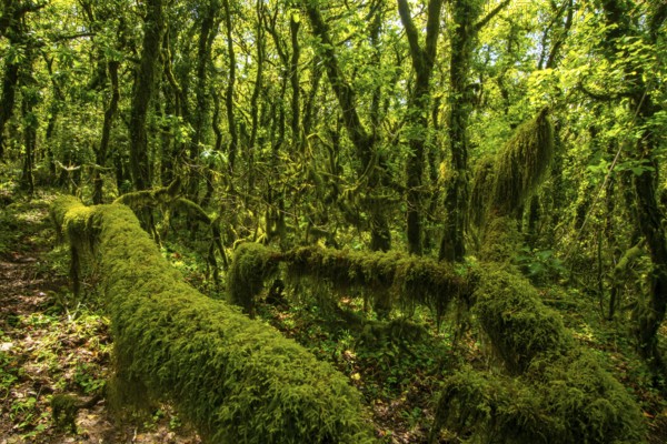 A lush, green forest densely covered with verdant moss, vines, and leafy trees. Sunlight filters through the canopy, highlighting the textures of foliage and moss